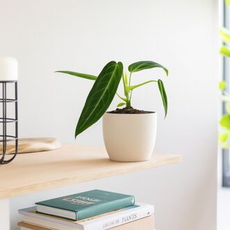 Anthurium Warocqueanum - P12