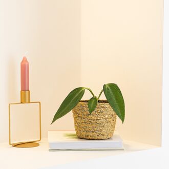 Anthurium Warocqueanum - P6