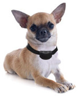 Anti blafband OHS26 trillen voor kleine hond
