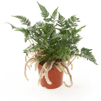 Apenpoot Varen (Humata Tyermannii) - P 12 cm