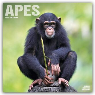 Apes Calendar 2025 Square Animal Wall Calendar - 16 Month - Browntrout Wandkalender - Avonside Publishing Ltd