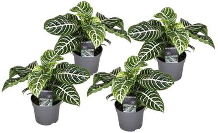 Aphelandra - Set Van 4 - Zebraplant - Pot 13cm - Hoogte 25-45cm