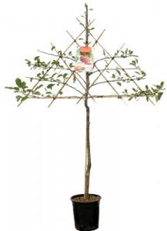 Appelboom Elstar leivorm (Malus Domestica "Elstar") fruitbomen - 2 stuks