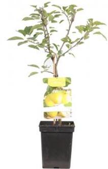 Appelboom Golden Delicious (malus domestica "Golden Delicious") fruitbomen