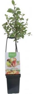 Appelboom mix (James Grieve/Elstar/Golden Delicious/Jonagold/Summer Red) fruitbomen