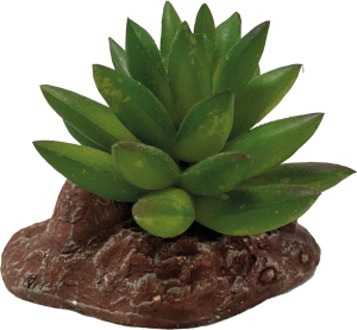 AquaDistri - Repto Plant Aloes 10cm