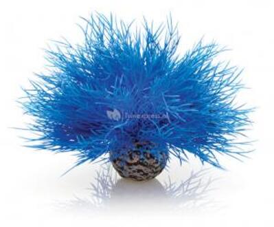 aquarium zeelelie - blauw