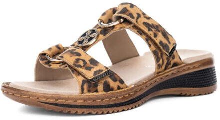 Ara 1229003 hawaii leo 3033 Bruin - 38