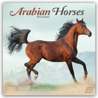 Arabian Horses Calendar 2025 Square Horses Wall Calendar - 16 Month - Browntrout Wandkalender - Avonside Publishing Ltd