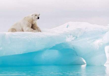 Arctic Polar Bear Vlies Fotobehang 400x280cm 8-banen Multikleur