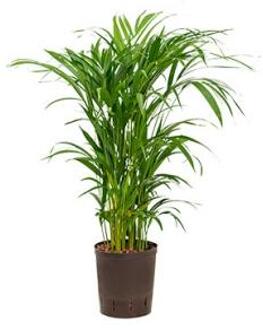 Areca palm lutescens hydrocultuur plant