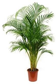 Areca Palm lutescens M kamerplant