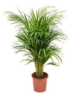Areca Palm lutescens S kamerplant