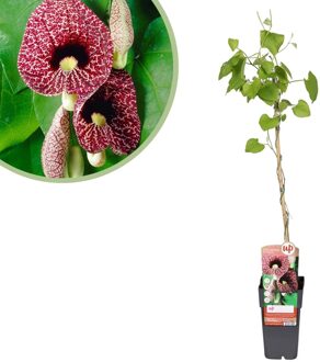 Aristolochia Macrophylla - Dutchman's pipe - P15