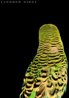 Armchair Apocrypha - Andrew Bird