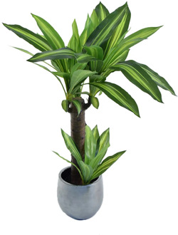 Artificial drachena, made with the best materials, Ideal for home decoration