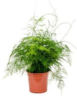 Asparagus plumoses M kamerplant