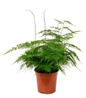 Asparagus plumoses S kamerplant