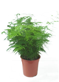 Asparagus setaceus P 17 cm