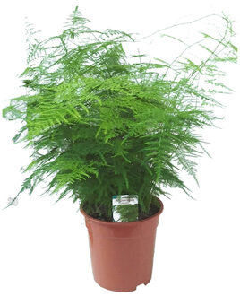 Asparagus (Sierasperge) - P 21 cm