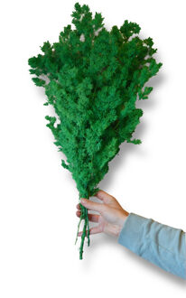 Asparagus takjes geprepareerd appelgroen