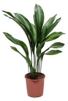 Aspidistra elatior M kamerplant