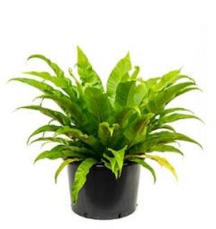 Asplenium antiquum varen kamerplant