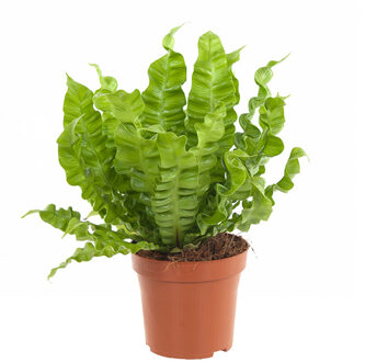 Asplenium Crispy Wave (Nestvaren) - P 12 cm