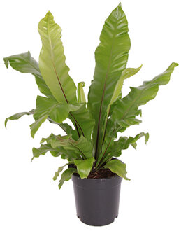 Asplenium Nidus P 17 cm