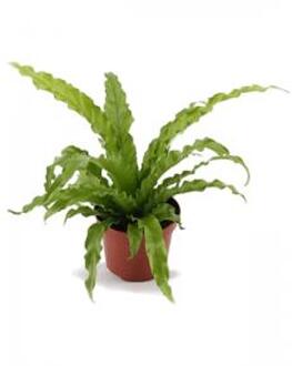 Asplenium osaka S Varen kamerplant