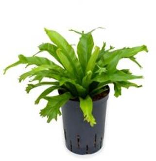 Asplenium varen amy hydrocultuur plant