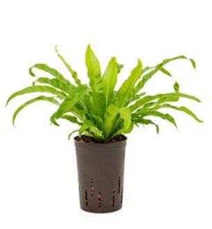Asplenium varen antiquum hydrocultuur plant