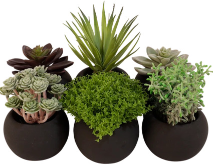 Assortiment Kunst vetplanten