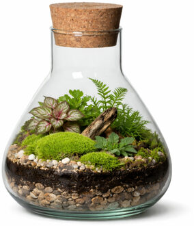 Atmosphera Vaas Terrarium - rond - met kurk - glas - D22.5 x H24 cm - transparant - kurk dop