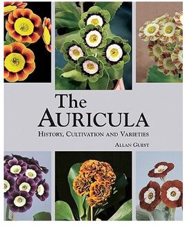 Auricula