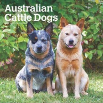 Australian Cattle Dogs 2025 12 X 24 Inch Monthly Square Wall Calendar Plastic-Free - Browntrout