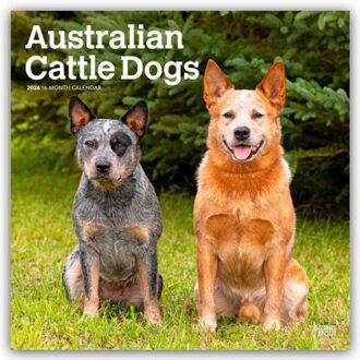 Australian Cattle Dogs 2026 - 16-Monatskalender - Browntrout Wandkalender - Browntrout Publishers