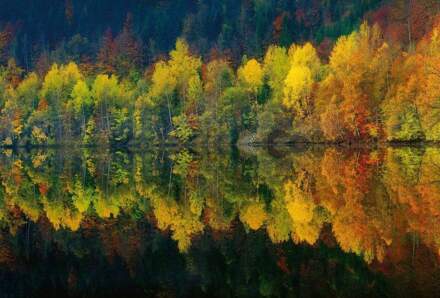 Autumn Forest Lake Vlies Fotobehang 384x260cm 8-banen
