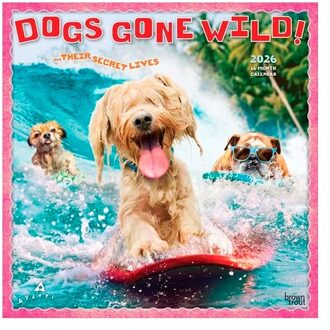 Avanti Dogs Gone Wild Official 2026 12 X 24 Inch (Hanging) Monthly Square Wall Calendar - Browntrout