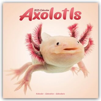 Axolotls Calendar 2025 Square Animal Wall Calendar - 16 Month - Avonside Publishing Ltd