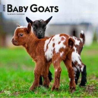 Baby Goats 2025 12 X 24 Inch Monthly Square Wall Calendar Plastic-Free - Browntrout