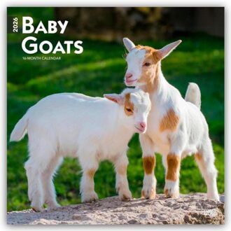 Baby Goats - Ziegenbabys 2026 - 16-Monatskalender - Browntrout Wandkalender - Browntrout Publishers