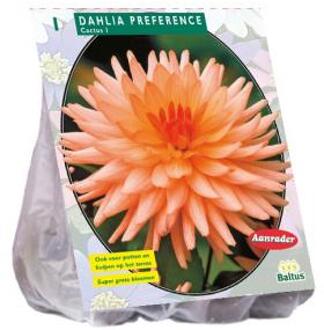 Baltus Dahlia Cactus Preference bloembol per 1 stuks roze