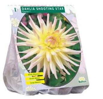 Baltus Dahlia Cactus Shooting Star bloembol per 1 stuks