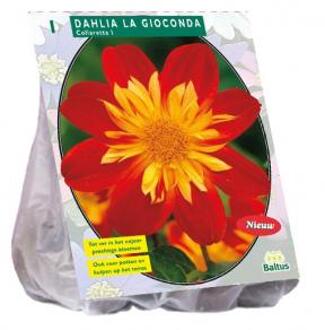 Baltus Dahlia Collarette La Gioconda bloembol per 1 stuks wit