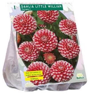 Baltus Dahlia Pompon Little William bloembol per 1 stuks wit