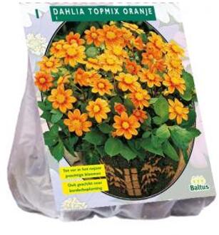 Baltus Dahlia Topmix Oranje bloembol per 1 stuks