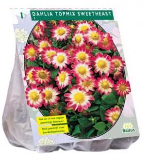 Baltus Dahlia Topmix Sweetheart bloembol per 1 stuks