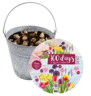 Baltus Giftbox Bucket Flower Emmer met bloembollen per 25 stuks mix