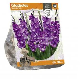 Baltus Gladiolus Glamini Kim Gladiolen bloembollen per 10 stuks